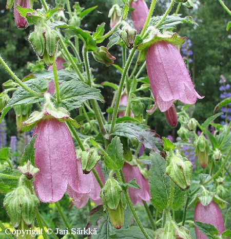 Campanula punctata